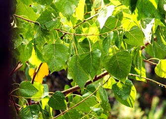 Closeup of green leaves on a branch of a tree in sunlight