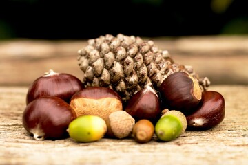 Closeup of an acorn, pinecone and chestnut on a wooden surface