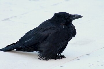 Closeup of a black raven on the snowy ground