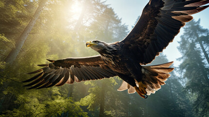 Fototapeta premium A Regal Eagle Is In The Forest Canopy , Background For Banner, HD
