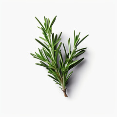 Fresh rosemary showcased with quality lighting on a white background.