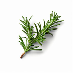 Fresh rosemary showcased with quality lighting on a white background.