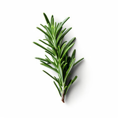 Fototapeta premium Fresh rosemary showcased with quality lighting on a white background.