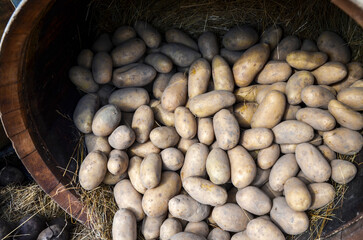 Pile of unwashed organic raw fresh potatoes from farmers market