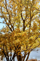 autumn leaf colors on the birch trees along the lake