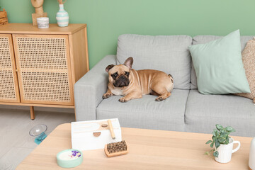 Cute French bulldog lying on sofa in living room