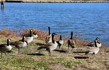 flock of geese foraging along the lake shore