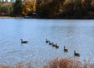 flock of geese swimming on the lake