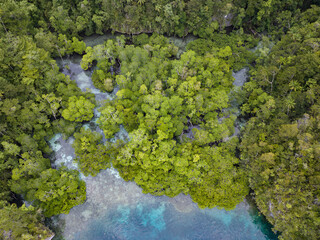 A mangrove forest is nestled into a limestone alcove in Raja Ampat, Indonesia. Mangroves, which are prevalent in the region, offer vital habitat for many species of fish and invertebrates.