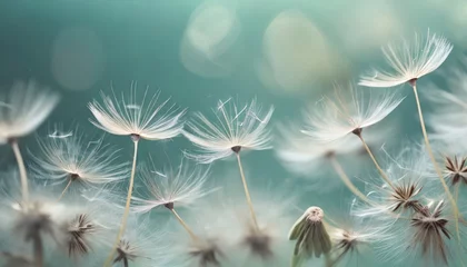  dandelion seed head © fitpinkcat84