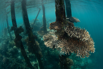 Fragile corals grow on a jetty found in northern Raja Ampat, Indonesia. Due to their three dimensional structure, jetties and piers often support a wide variety of invertebrates and fish.
