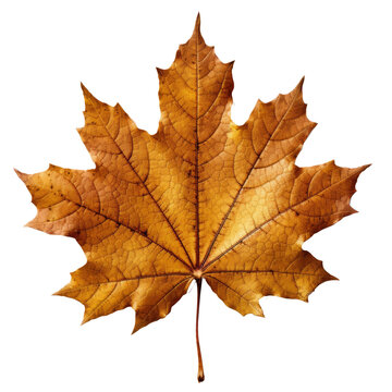 maple leaf on transparent background generative ai