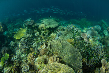 Fototapeta na wymiar A variety of healthy corals thrive on a beautiful, shallow reef in Raja Ampat. This remote, tropical area is known as the heart of the Coral Triangle due to its incredible marine biodiversity.