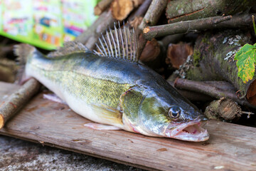 Zander and his Teeth in detail, the Fish from freshwater Deep, Sander lucioperca