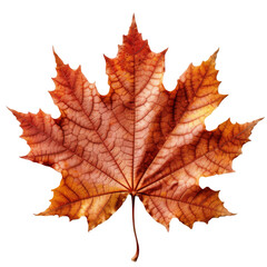 Obraz premium maple leaf on transparent background
