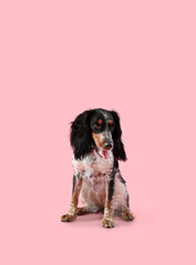 Cute cocker spaniel dog sitting on pink background