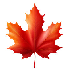 Fototapeta premium maple leaf on transparent background
