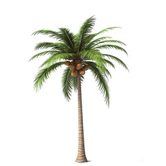 Obraz premium 3d illustration single palm tree, transparent background