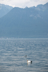 Panorama from town of Vevey to Lake Geneva, Switzerland