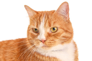 Cute ginger cat on white background, closeup