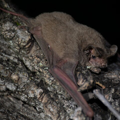 a close up of a Brazilian free-tailed bat (Tadarida brasiliensis)