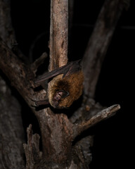 a bat (Myotis volans) hanging on a branch ready to fly away