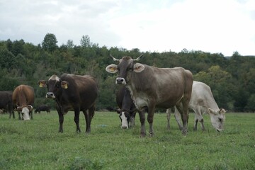 Fototapeta na wymiar Group of grazing cows in the field