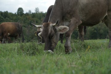 Closeup shot of grazing cows
