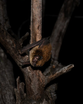 a bat (Myotis volans) hanging on a branch ready to fly away