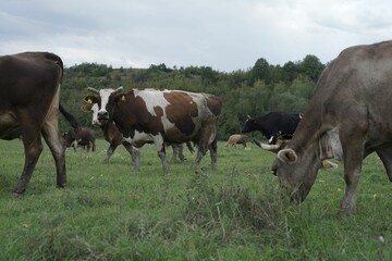 Fototapeta na wymiar Closeup shot of grazing cows