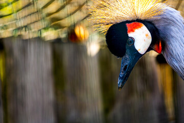 Closeup gray crowned crane (Balearica regulorum) background copy space wildlife background