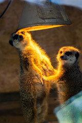 Two curious meerkats (Suricata suricatta) warming themselves under a lamp in a wildlife...