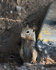a squirrel standing in a burrow under a sidewalk in New Mexico