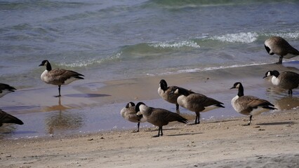 Closeup of a flock of Canadian geese resting on a coastline of a beach