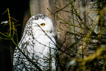 snowy owl (Bubo scandiacus) between bush copy space background