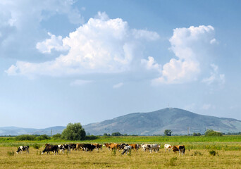 Hungarian rural landscape in summer. In the background you can see the Tokaj mountain with a TV tower on top. Cows grazing in the field. A cloudy blue sky. 