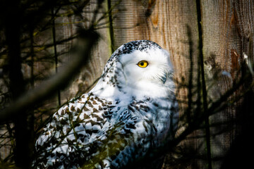 snowy owl (Bubo scandiacus) between bush copy space background