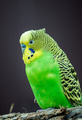 Fototapeta premium close-up of budgerigar (Melopsittacus undulatus) isolated