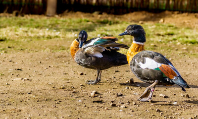 Fototapeta premium male and female Australian shelduck (Tadorna tadornoides) standing together