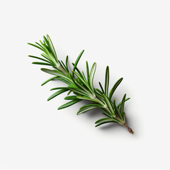 Fototapeta premium Fresh rosemary showcased with quality lighting on a white background.