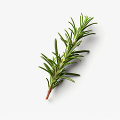 Fototapeta premium Fresh rosemary showcased with quality lighting on a white background.