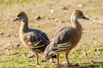 two plumed whistling ducks (Dendrocygna eytoni) standing together