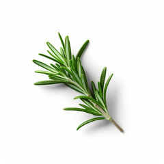 Fototapeta premium Fresh rosemary showcased with quality lighting on a white background.
