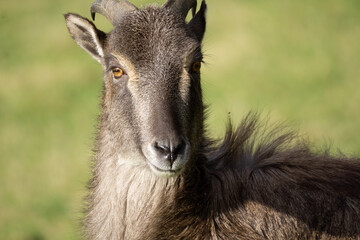 Close up on Himalayan tahr (Hemitragus jemlahicus) face