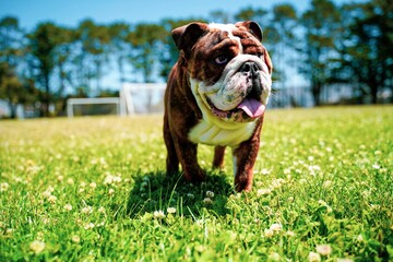 Brown bulldog with tongue out standing on grassland