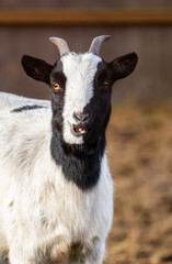 Portrait of a white and black derpy looking Goat in the Pastures