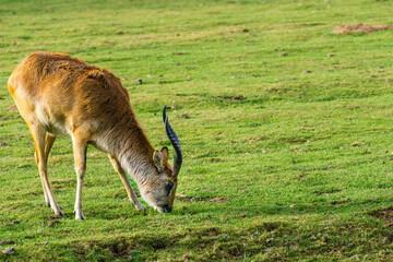 Naklejka na ściany i meble lechwe (Kobus leche) antelope eating grass