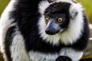 black-and-white ruffed lemur (Varecia variegata) in captivity