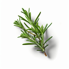 Fresh rosemary showcased with quality lighting on a white background.