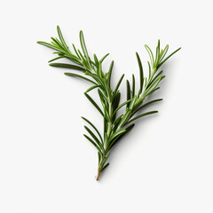 Fototapeta premium Fresh rosemary showcased with quality lighting on a white background.